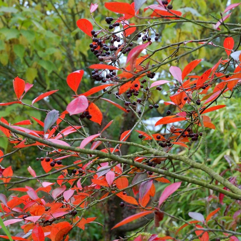 Aronia melanocarpa - autumn colour and berries