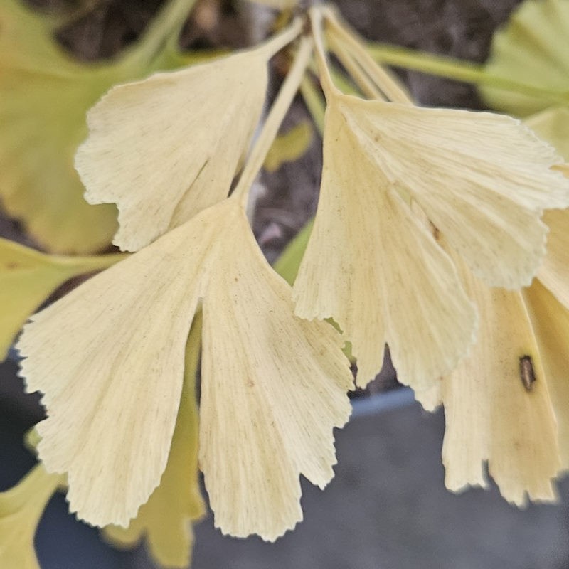 Ginkgo biloba 'Menhir' - autumn colour