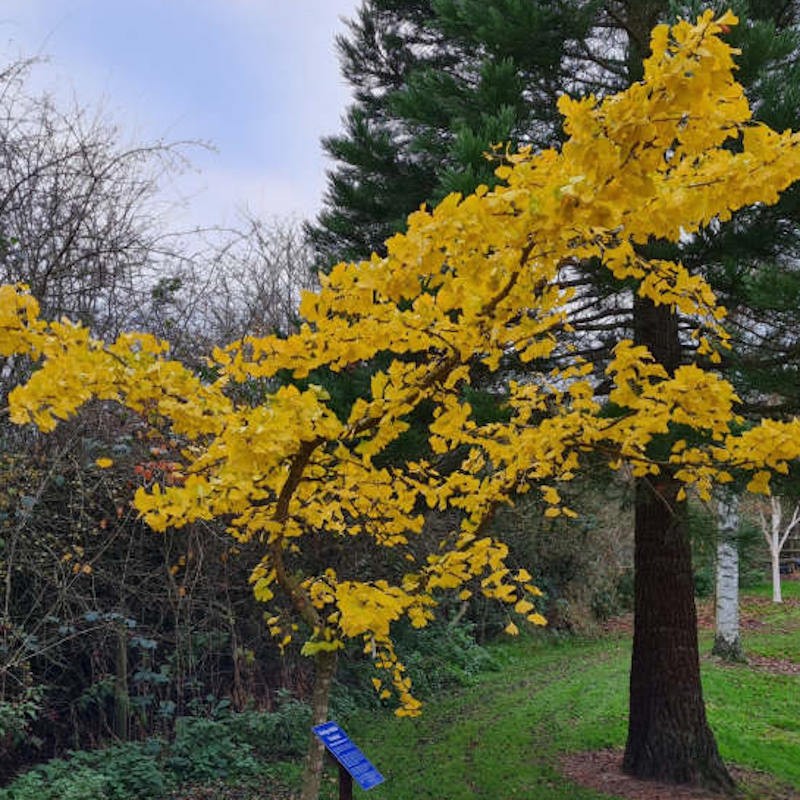 Ginkgo biloba 'Pendula' - autumn colour