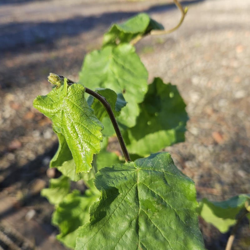 Corylus avellana 'Medusa'