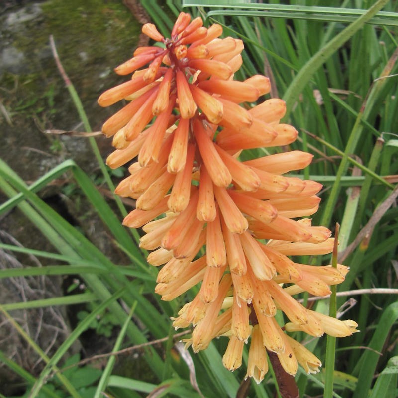 Kniphofia 'Tawny King' - flowers