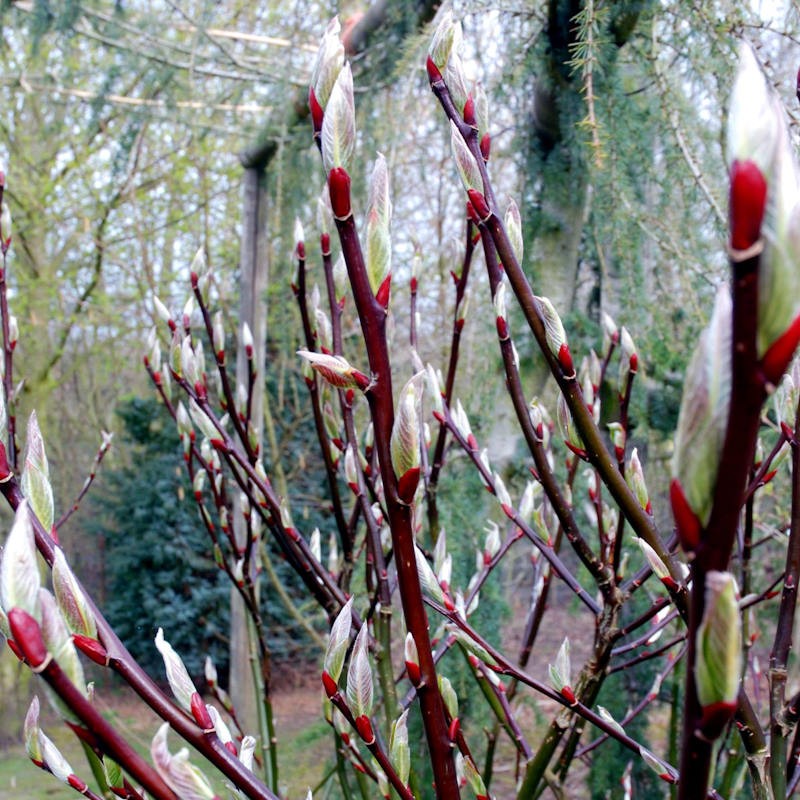 Salix fargesii - young leaves opening in Spring