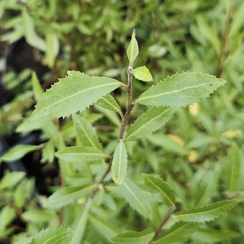 Hoheria sexstylosa 'Pendula' - leaves in summer