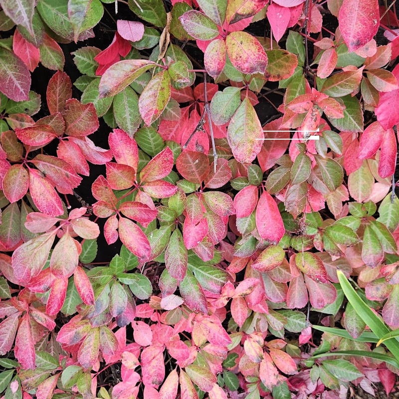 Parthenocissus henryana - autumn colour