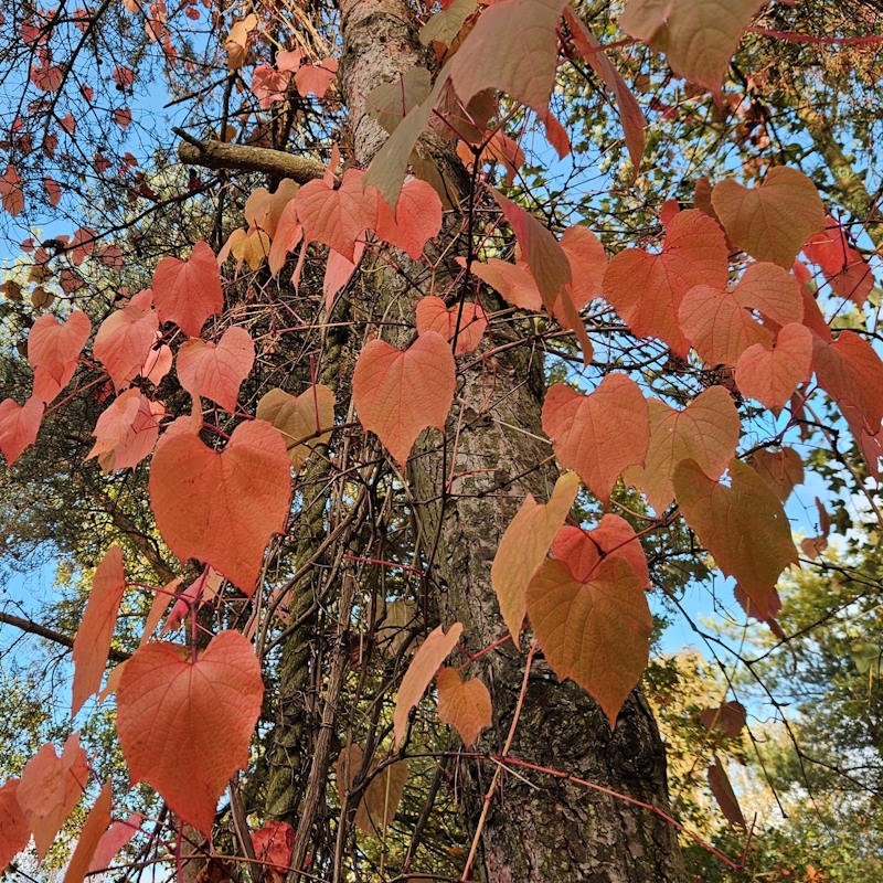 Vitis coignetiae 'Claret Cloak' - autumn colour