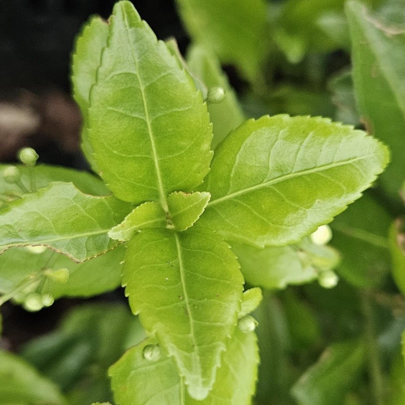 Euonymus spraguei - leaves in autumn