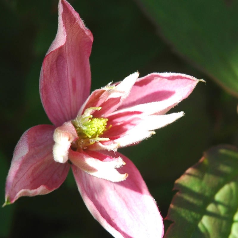 Clematis montana 'Broughton Star' - flowers