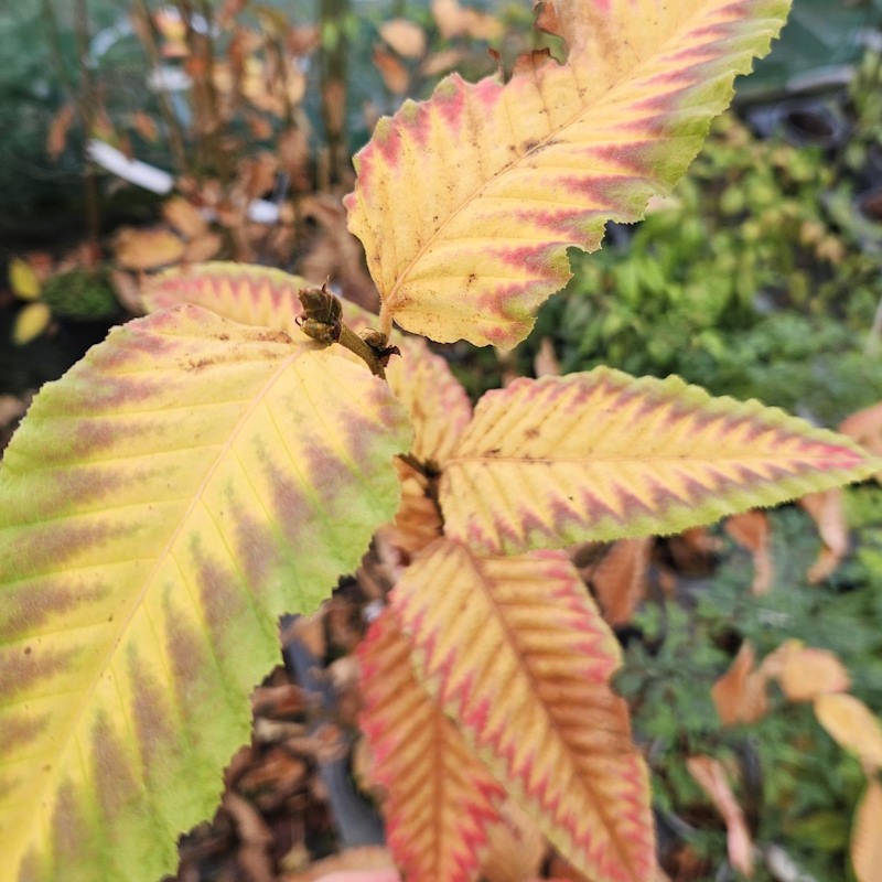 Nothofagus alpina - autumn colour