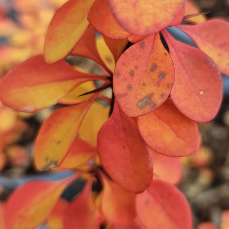 Berberis thunbergii 'Green Carpet' - autumn colour