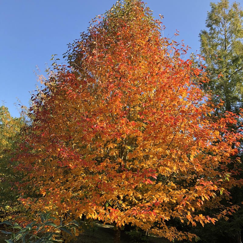 Nyssa sylvatica 'Wisley Bonfire' - established tree