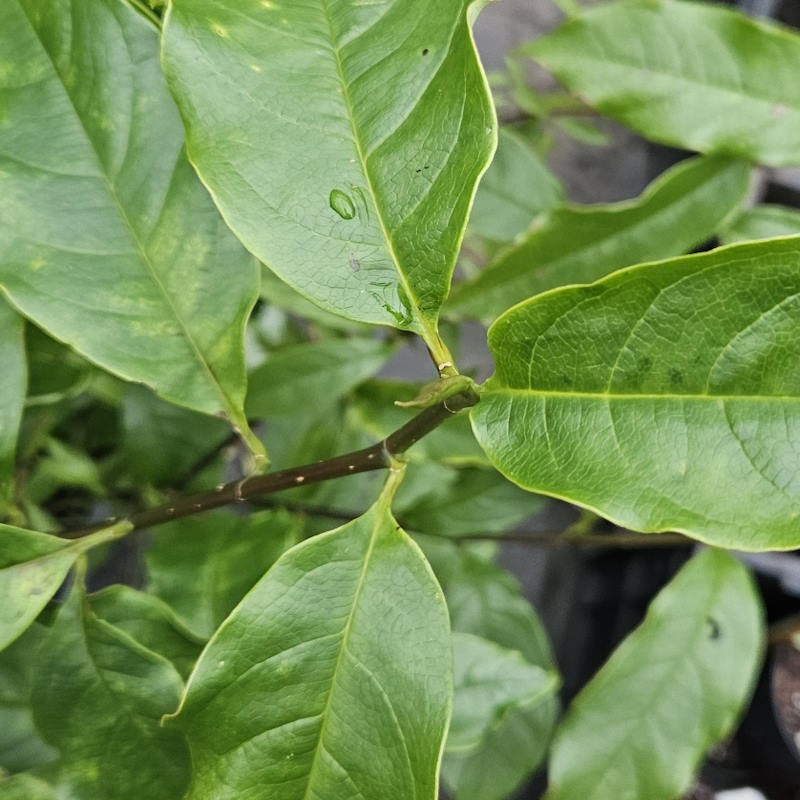 Magnolia doltsopa - leaves in summer