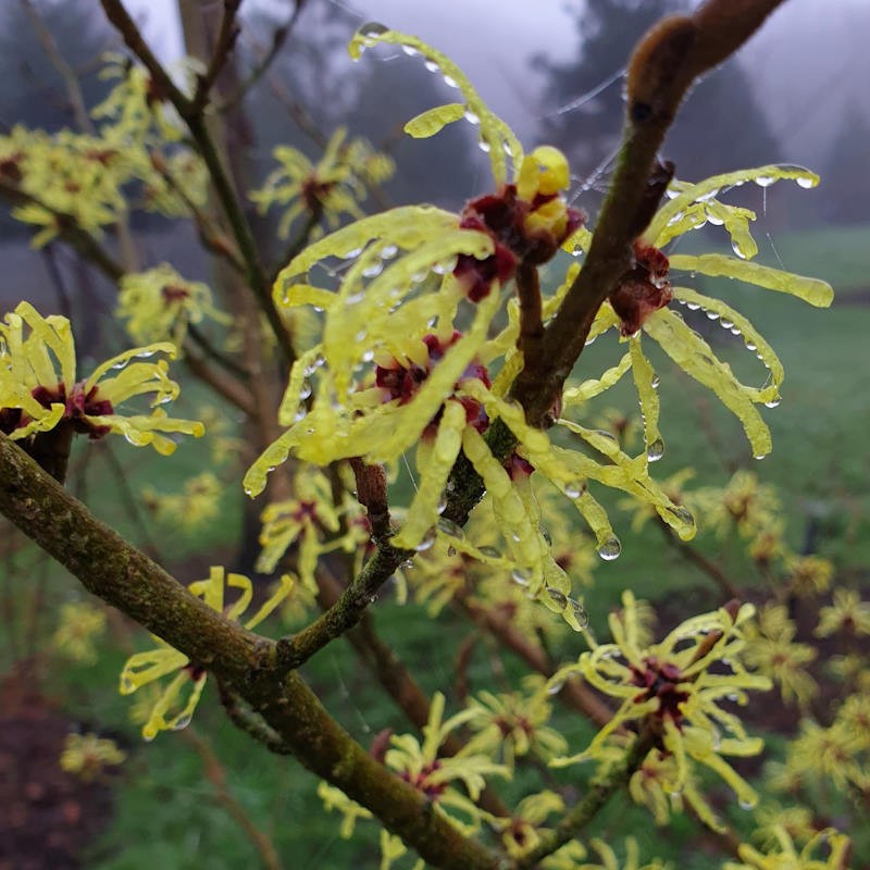 Hamamelis x intermedia 'Limelight' - pale yellow winter flowers