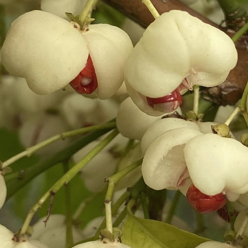 Euonymus hamiltonianus 'Koi Boy' - fruit