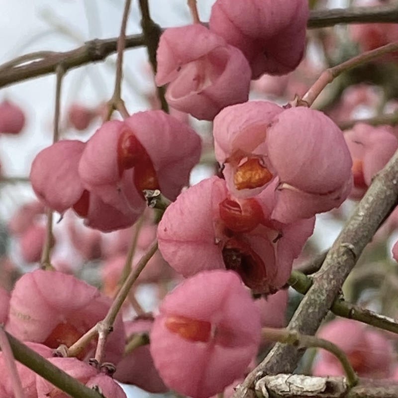 Euonymus hamiltonianus 'Miss Pinkie' - fruit in autumn