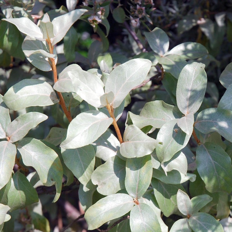 Elaeagnus 'Quicksilver' - summer leaves