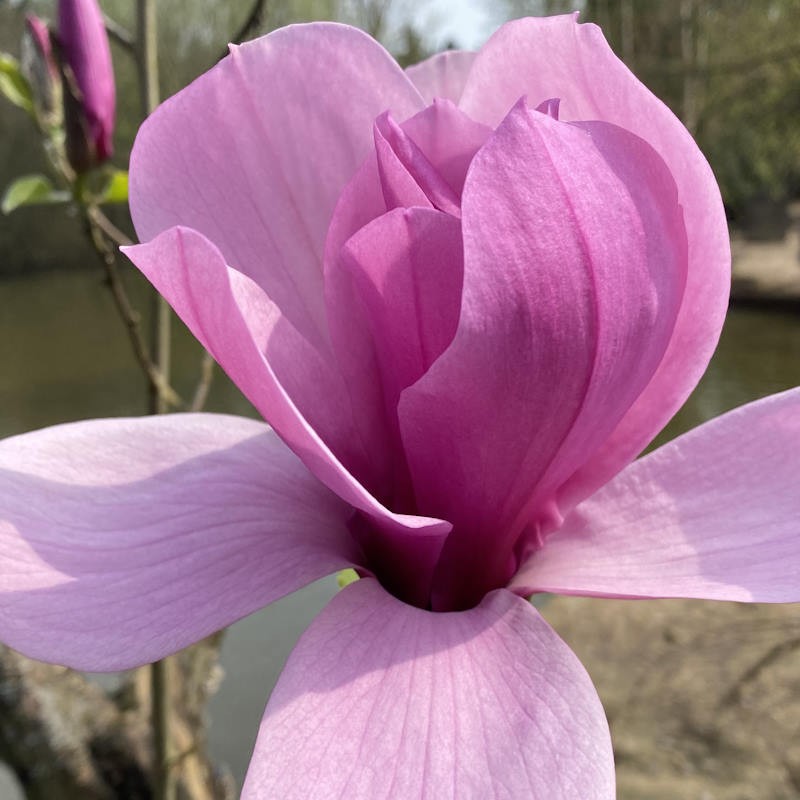 Magnolia 'Livingstone' - spring flowers