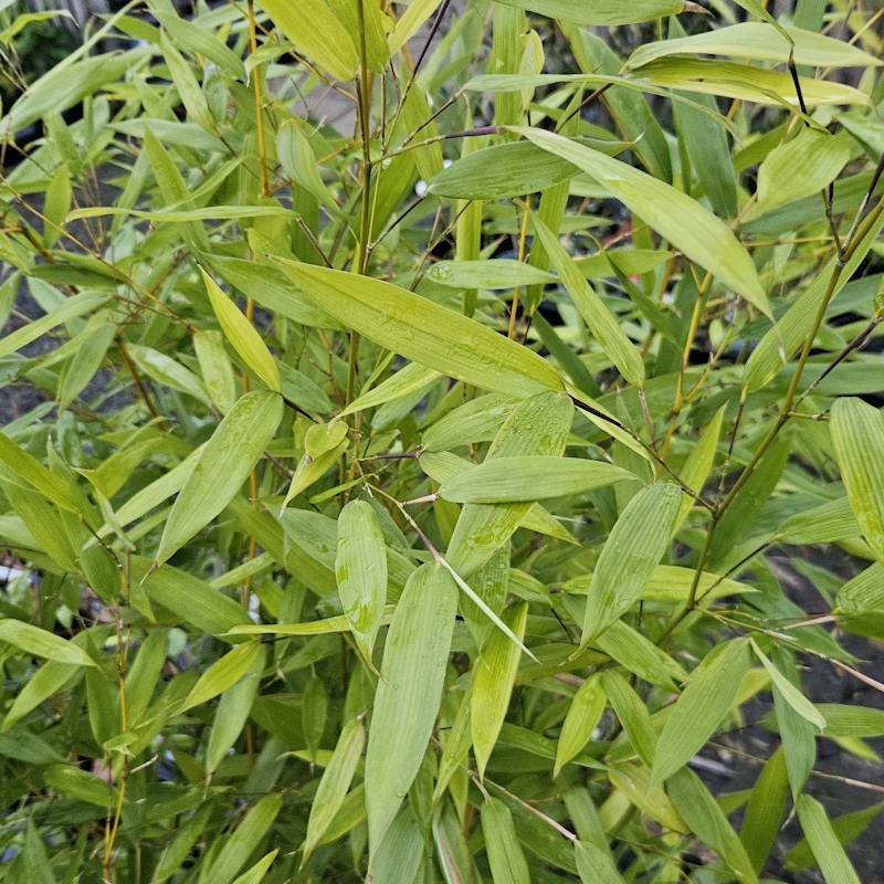 Phyllostachys bissetii - leaves in summer