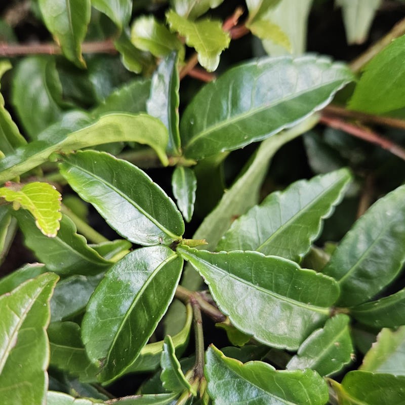 Euonymus trichocarpus 'Hayate'