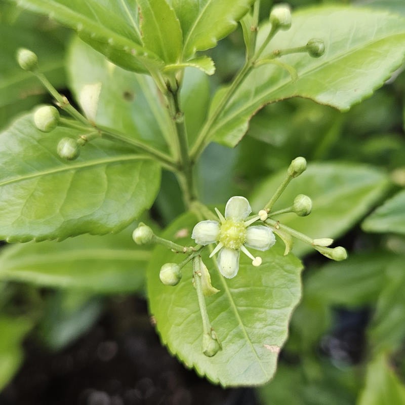 Euonymus spraguei - flowers