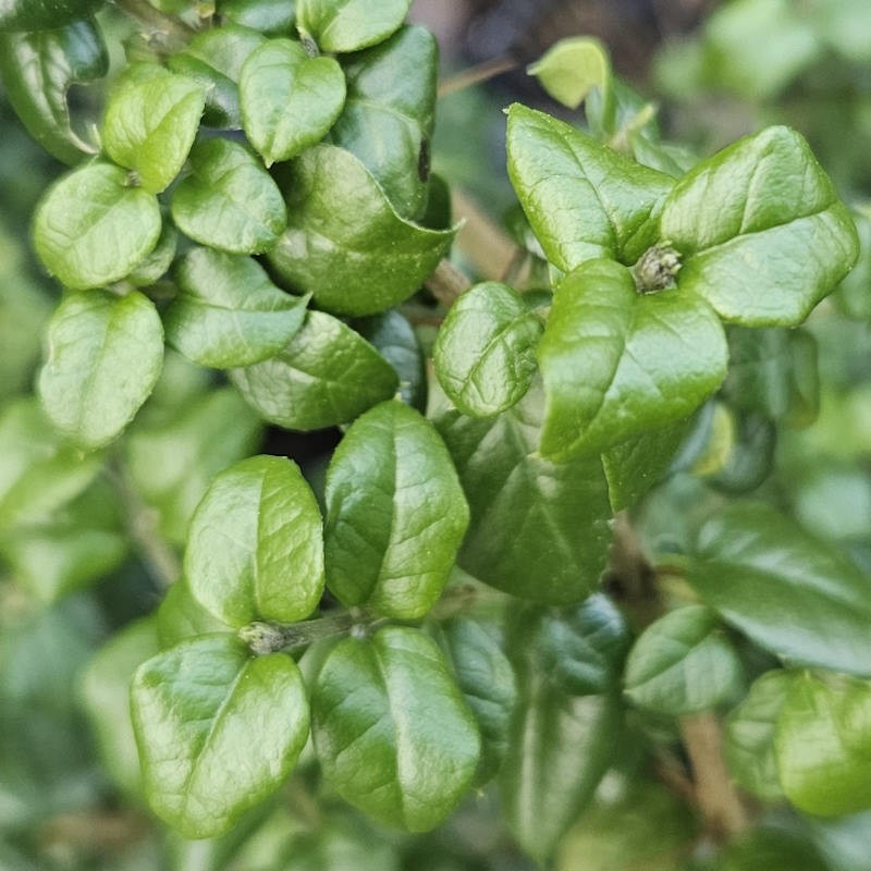 Rhaphithamnus spinosus - leaves in autumn