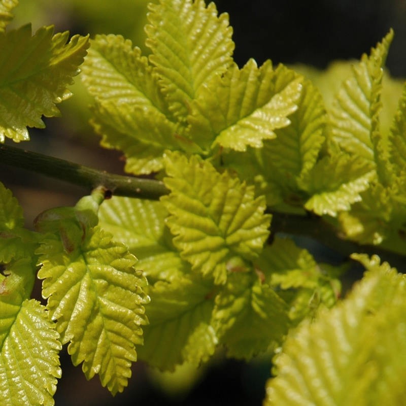 Ulmus x hollandica 'Dampieri Aurea' - golden summer leaves