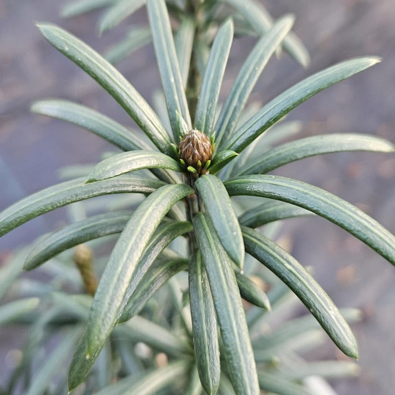 Cephalotaxus harringtonia 'Fastigiata' - dark green foliage