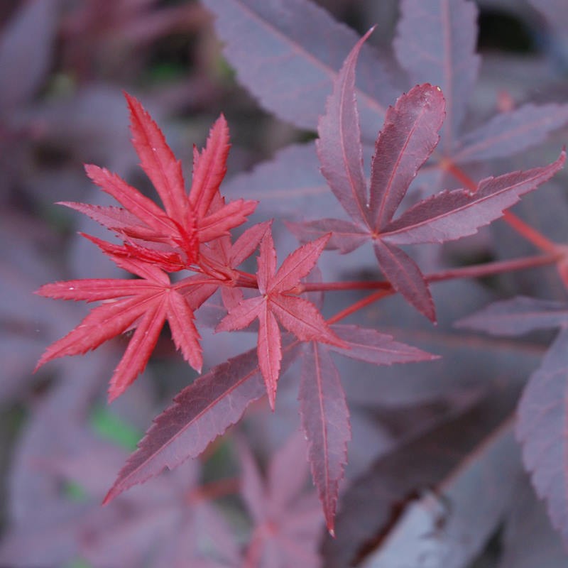 Acer palmatum 'Twombly's Red Sentinel' - summer foliage