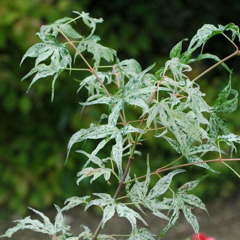 Acer palmatum 'Ukigumo' - variegated leaves