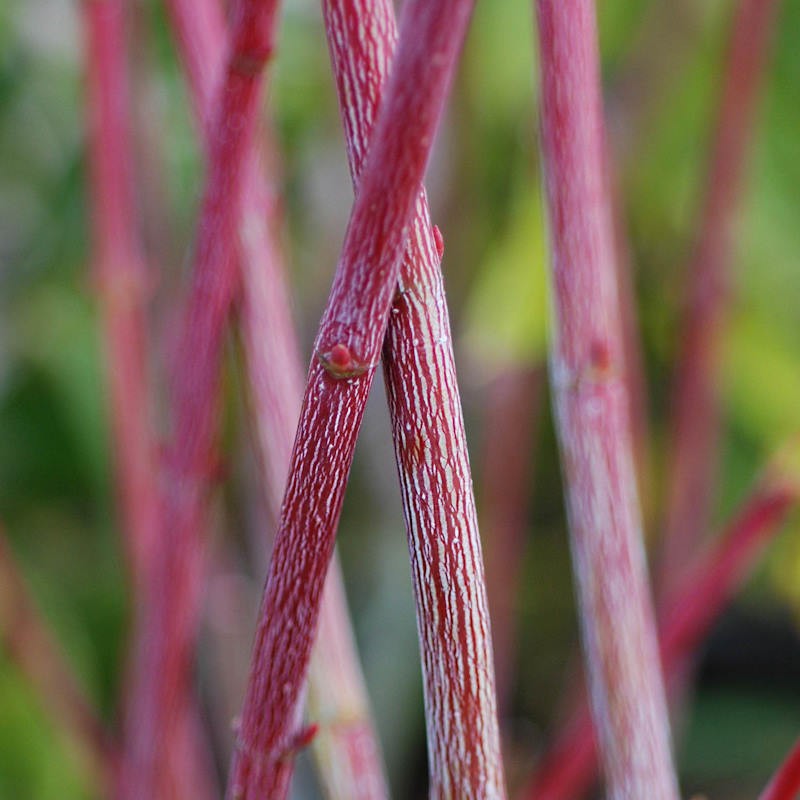 Acer x conspicuum 'Mozart' - winter bark