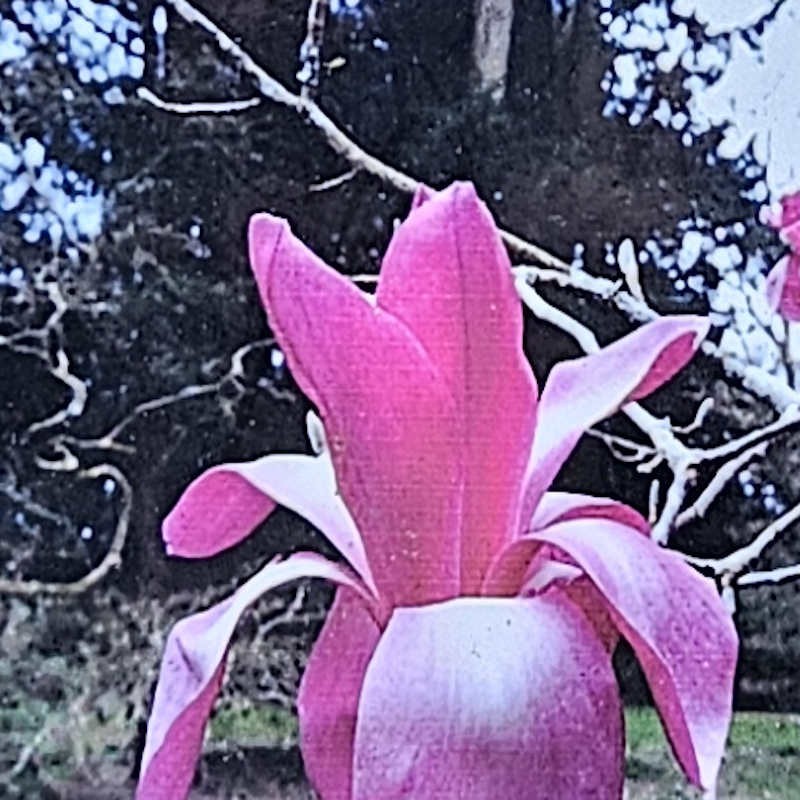 Magnolia 'Westonbirt Hope' - flowers in Spring