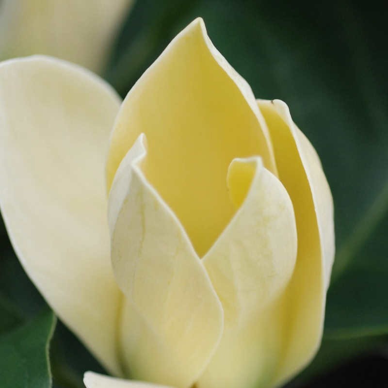 Magnolia 'Yellow Bird' - flowers