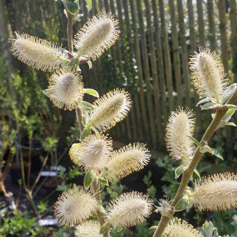 Salix hookeriana - catkins in Spring