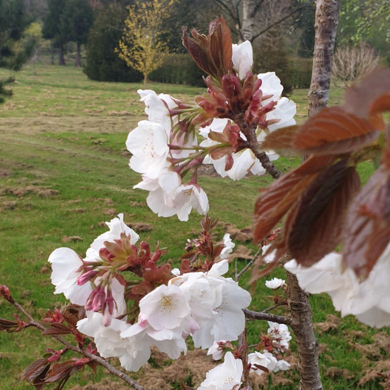 Prunus 'Matsumae-fuki' - flowers and young leaves in Spring