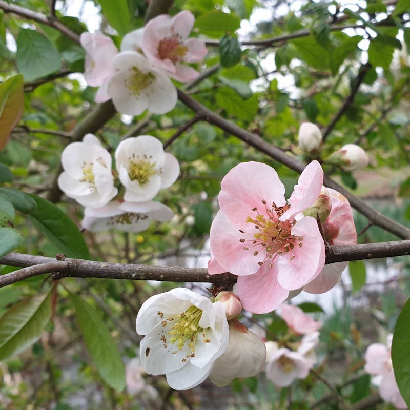 Chaenomeles x 'Toyo-Nishiki' - spring flowers