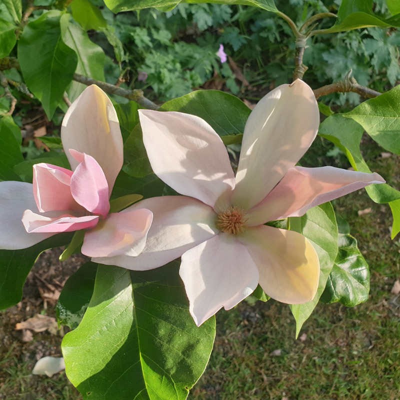 Magnolia x brooklynensis 'Evamaria' - spring flowers