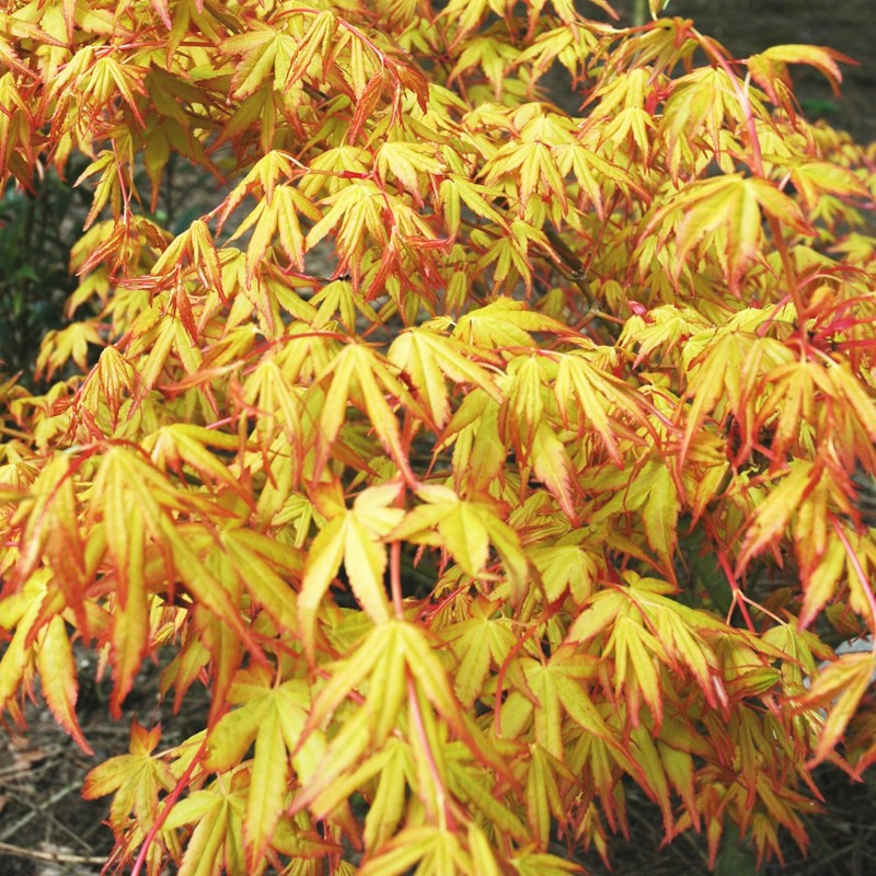 Acer palmatum 'Katsura' - spring leaves