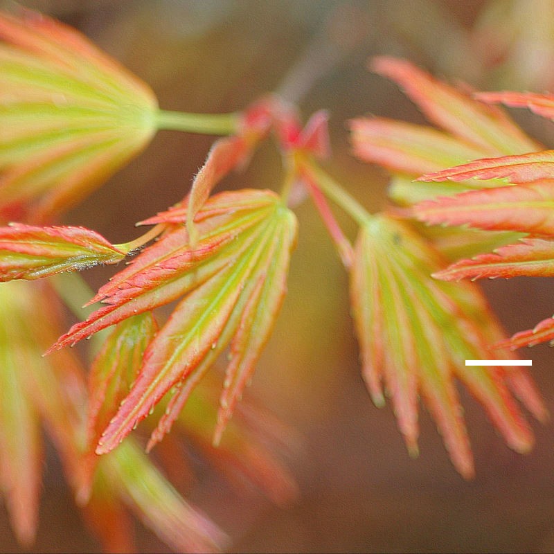 Acer palmatum 'Orange Dream' - spring leaves