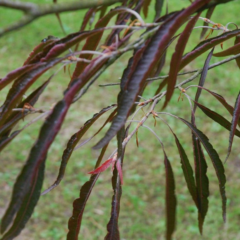 Fagus sylvatica 'Ansorgei'  summer leaves