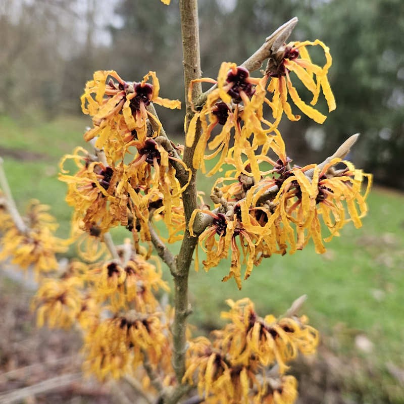 Hamamelis x intermedia 'Orange Beauty' - winter flowers