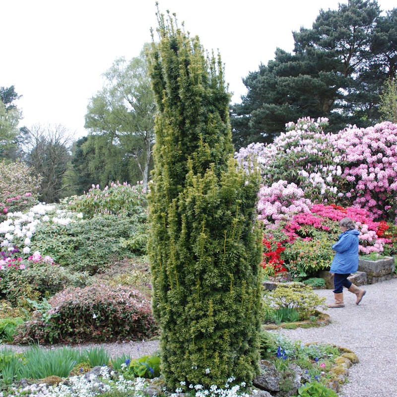 Taxus baccata 'Standishii' - established plant