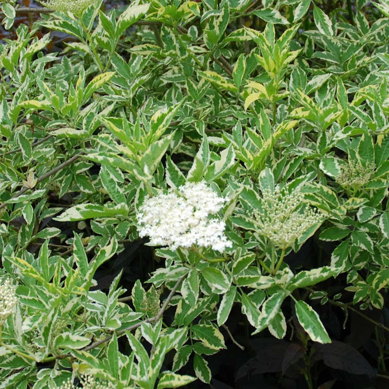 Sambucus nigra 'Madonna' - variegated summer leaves