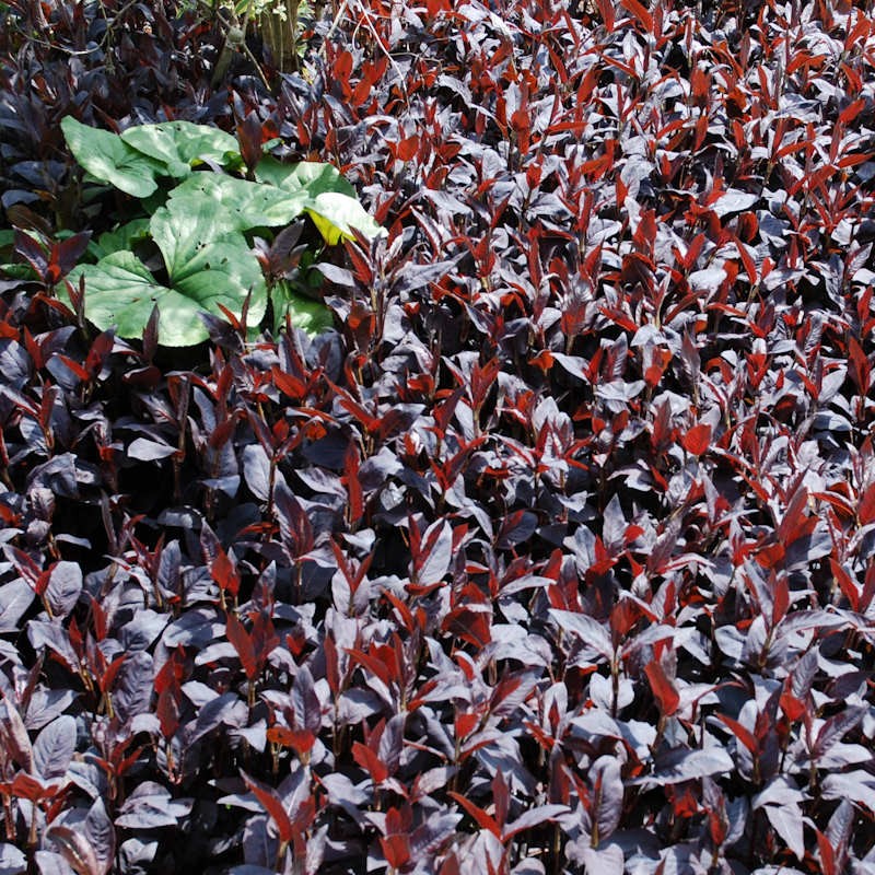 Lysimachia ciliata 'Firecracker' - purple leaves in spring