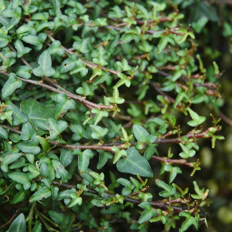 Hedera helix 'Minima' - summer leaves