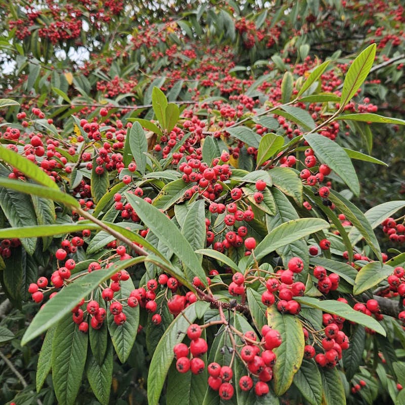 Cotoneaster frigidus 'Cornubia' - fruit in autumn