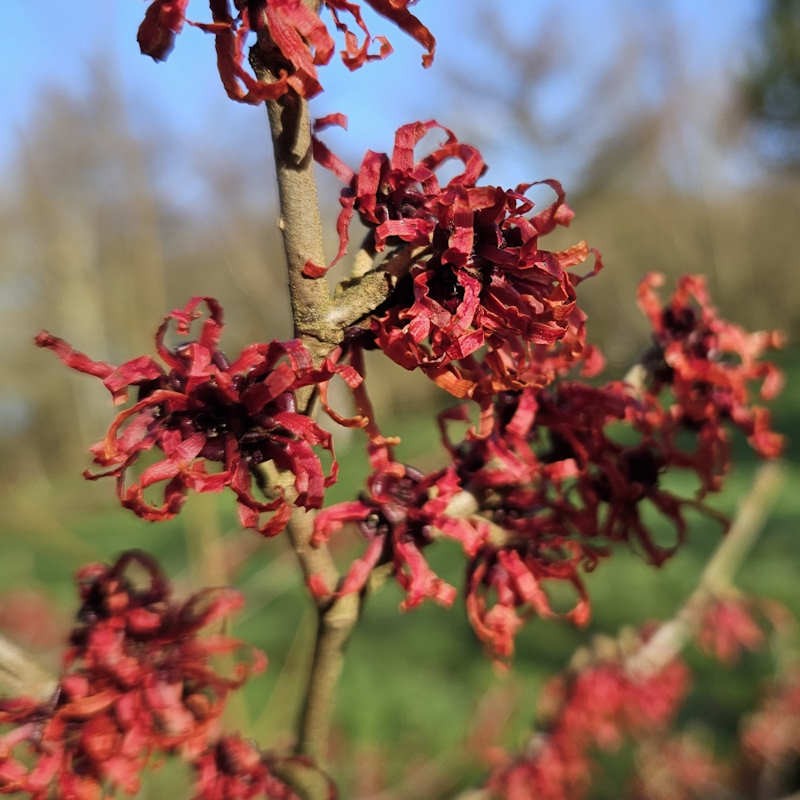 Hamamelis x intermedia 'Diane' - winter flowers