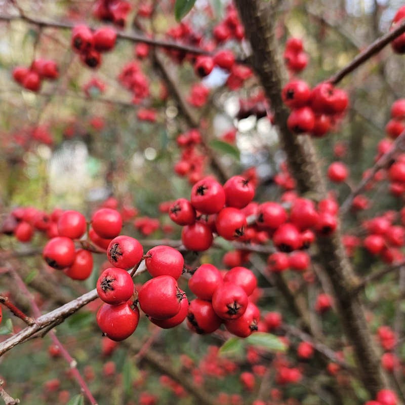 Cotoneaster cooperi 'Nicolette' - berries in winter