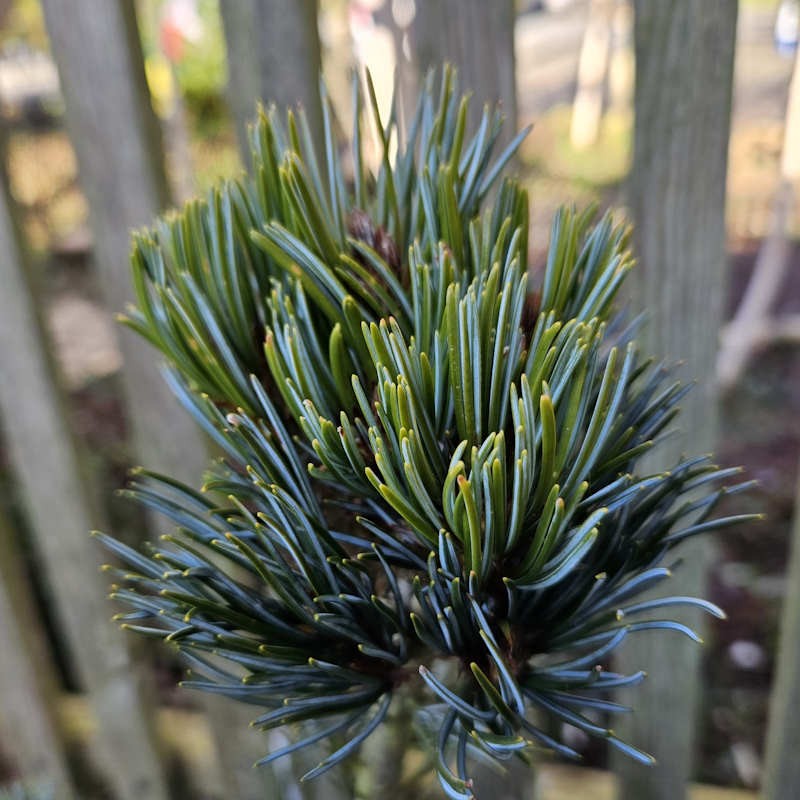 Pinus parviflora 'Tempelhof'