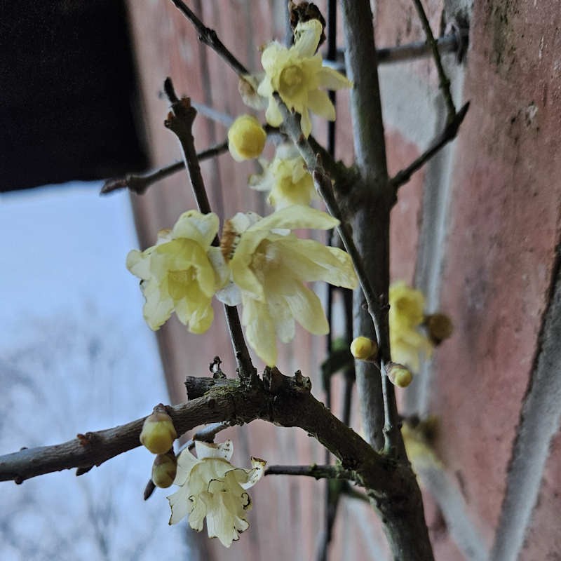 Chimonanthus praecox - winter flowers