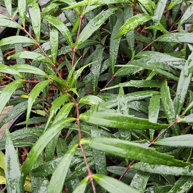 Mahonia 'Volcano' - leaves in summer