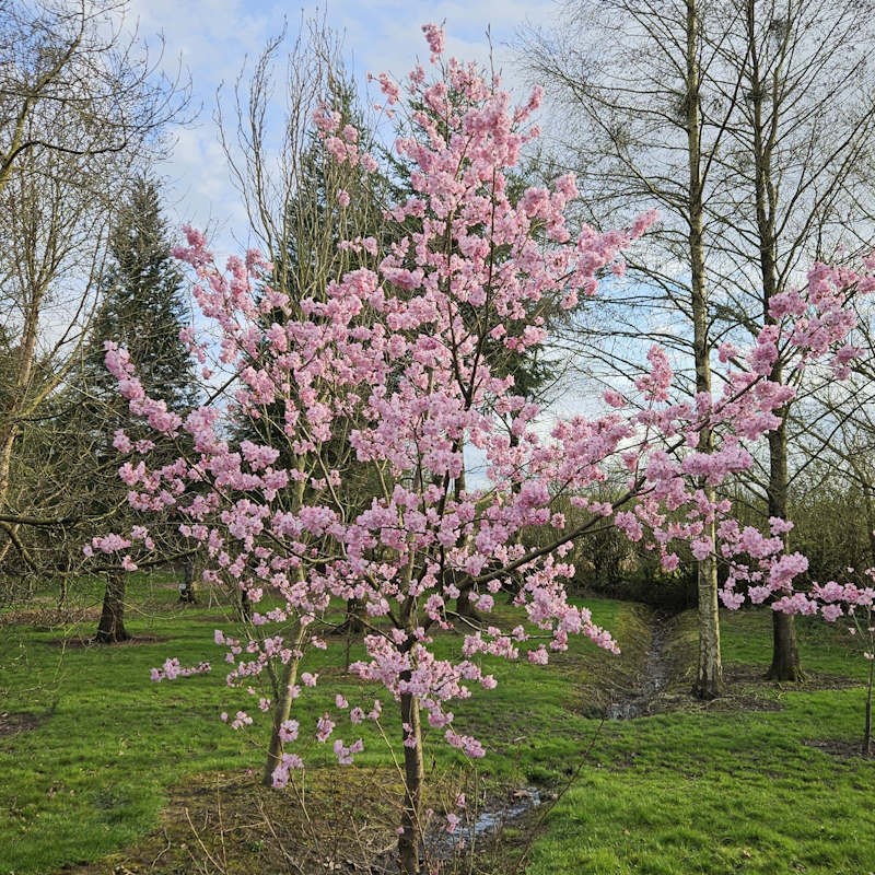 Prunus 'Jacqueline' - spring flowers